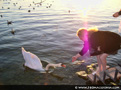 Ohrid - Friendly swan
